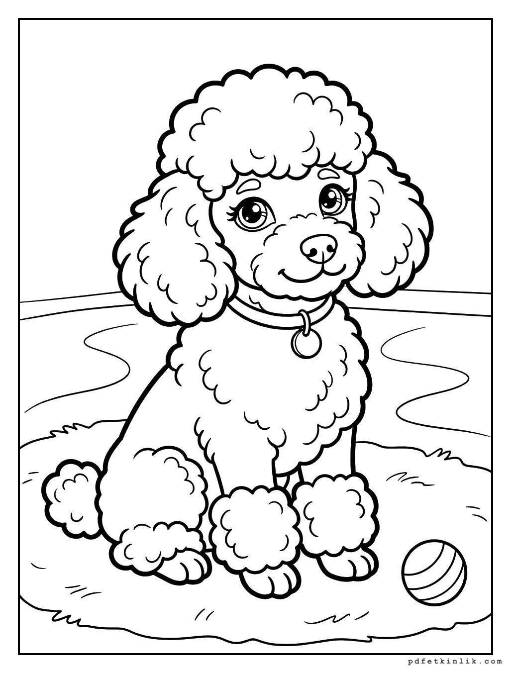 Poodle Yavrusu Bakış